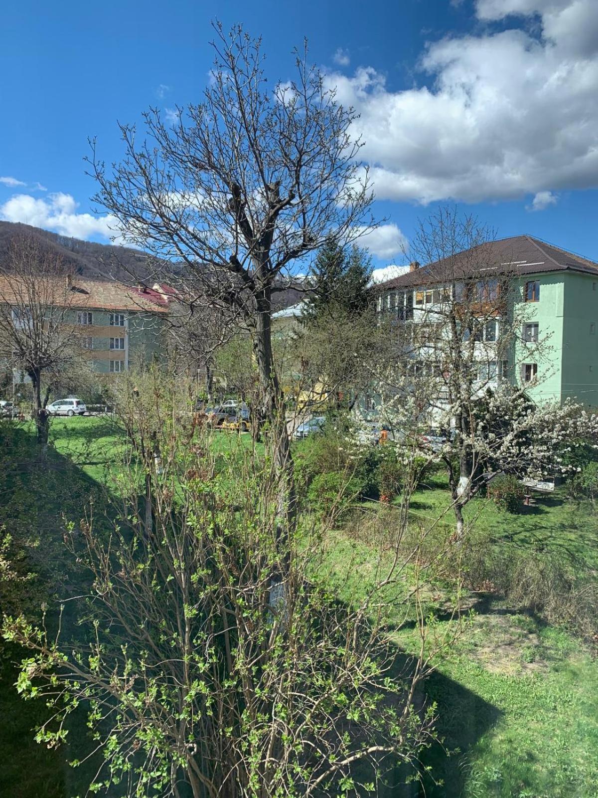 Rose Apartment Piatra Neamţ Dış mekan fotoğraf